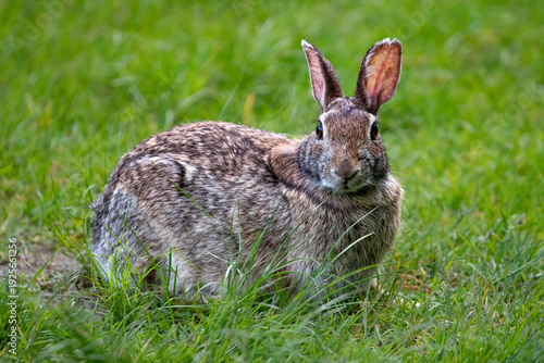 The Eastern Cottontail (Sylvilagus floridanus).