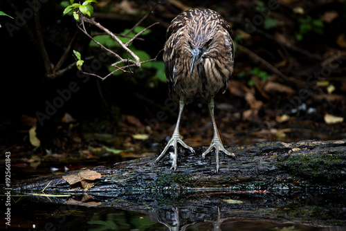The Black-Crowned Night Heron (Nycticorax nycticorax).