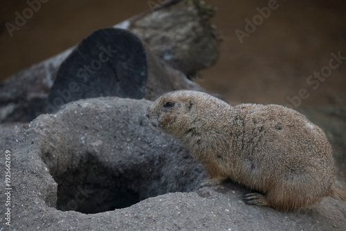 The Black-Tailed Prairie Dog (Cynomys ludovicianus).