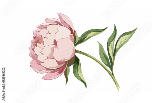 Loose Watercolor Peony in Blush Pink and Cream with Artistic Brush Texture on White