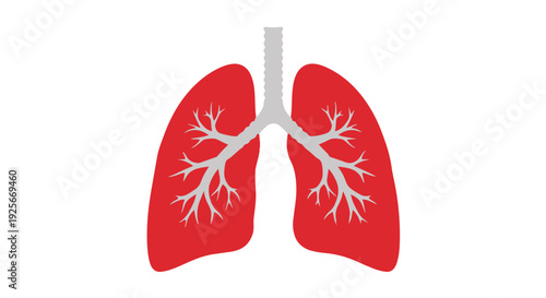 Red lungs with white bronchi and trachea