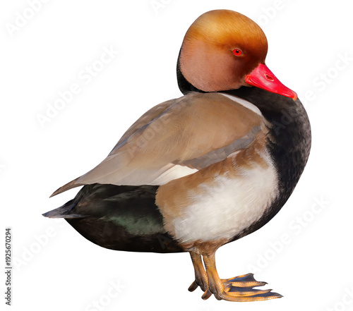 Male of red-crested pochard (netta rufina), isolated on transparent background