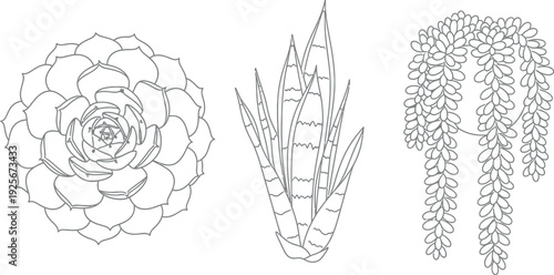 Collection of three distinct succulent plant line art illustrations featuring an echeveria rosette, a snake plant, and a string of pearls hanging variety isolated on white.