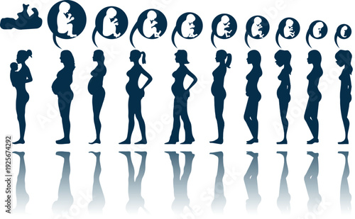 Steps of Pregnancy. Memoirs of a pregnancy. Overview pregnancy step by step