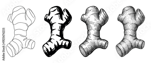 Set of ginger root illustrations showcasing four different artistic styles like line art, hatching, stippling, and bold ink wash for a versatile botanical collection