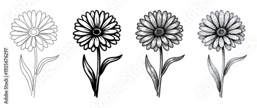 Four black and white calendula flower illustrations showing different artistic techniques from simple line art and graphic style to detailed engraving and stippling dotwork