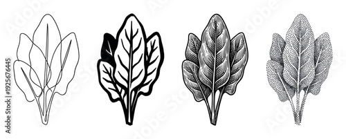 Set of four spinach leaf illustrations showing different artistic styles like line art, engraving, stipple, and silhouette for botanical or culinary design concepts