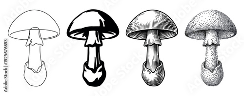 Set of four mushroom illustrations showing different artistic styles including continuous line art, a solid silhouette, vintage engraving, and detailed stippling for design elements