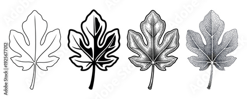 Four black and white fig leaf illustrations show different artistic styles including line art, silhouette, engraving, and stippling in a detailed botanical collection