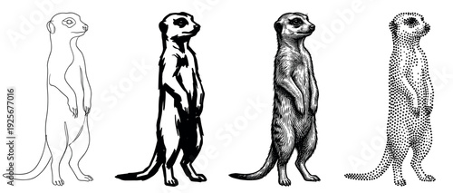 Collection of four standing meerkat drawings presented in diverse artistic styles, from a simple outline and solid silhouette to intricate engraving and stippling techniques