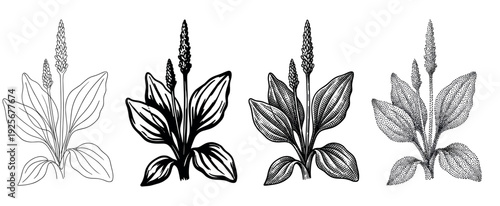Set of four plantain plant illustrations in different artistic styles including line art, graphic silhouette, engraving, and stippling for botanical or herbal concepts