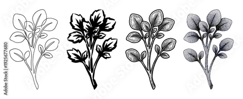 Four black and white botanical illustrations of a leafy plant sprig, showcasing different graphic techniques like line art, ink wash, woodcut hatching, and stippling