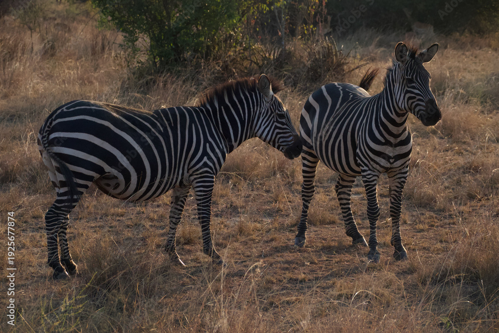 Obraz premium Pair of zebras standing together in dry African savanna