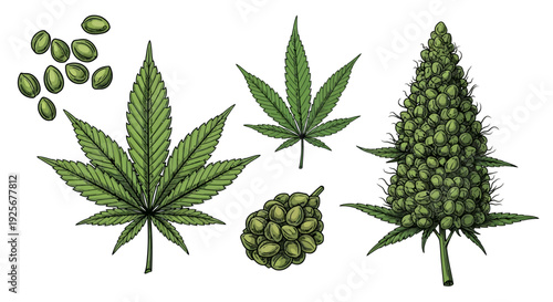 Botanical illustration showcasing various parts of the cannabis plant