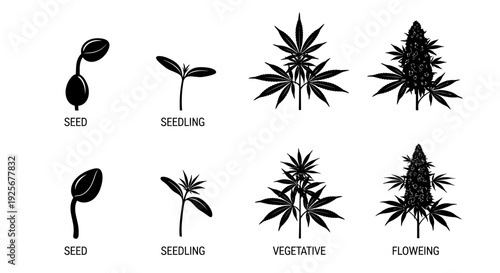 Cannabis plant life cycle illustration showing seed seedling vegetative and flowering stages