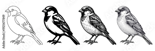 Four sparrow bird illustrations in different artistic styles including minimalist continuous line art, high contrast stencil, classic engraving, and detailed stippling dotwork