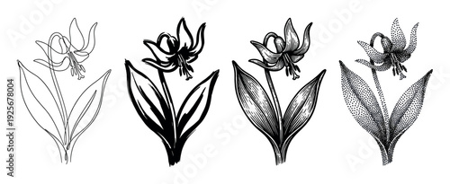 Set of four dogtooth violet flower illustrations in various artistic styles including continuous line art, brush stroke, engraving, and stippling for a botanical design collection