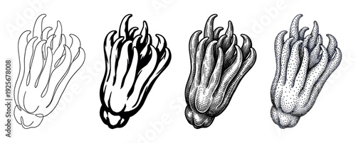 Four coral mushroom illustrations in various styles from simple line art and silhouette to detailed engraving and stippling, creating a vintage hand-drawn botanical art set