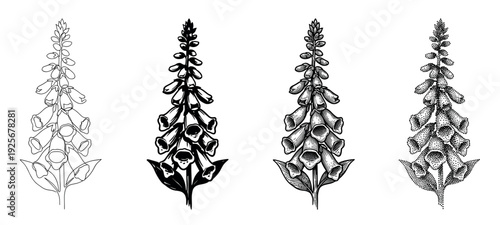 Four foxglove flower illustrations in different artistic styles, showing a botanical set with line art, solid ink, detailed engraving, and stippling dotwork techniques