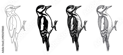 Set of four woodpecker illustrations in black and white showcases different artistic techniques including continuous line drawing, bold ink, detailed engraving, and stippling