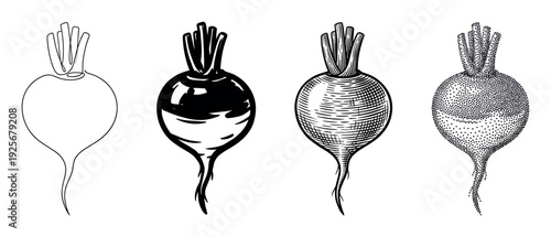 Set of four beetroot illustrations showing different artistic styles including line art, solid ink, classic engraving, and detailed stippling for a graphic design element