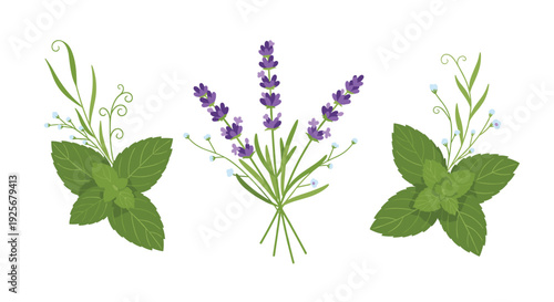 Three distinct botanical arrangements, including two mint sprigs with tiny blue flowers and a central lavender bouquet, are displayed on a white surface.