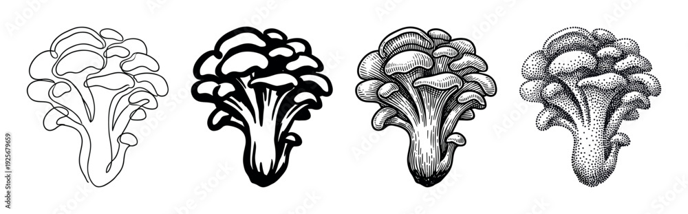 Fototapeta premium Set of four oyster mushroom illustrations in different artistic styles including continuous line drawing, bold silhouette, detailed engraving, and stippling for a botanical collection