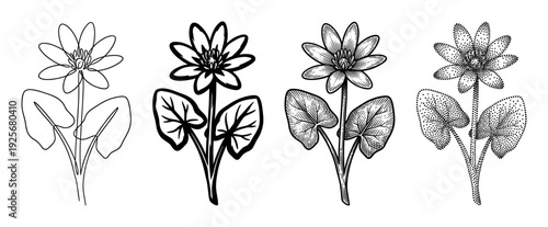 Four black and white botanical illustrations of a wildflower showcasing different artistic styles including continuous line art, bold silhouette, detailed engraving, and stippling