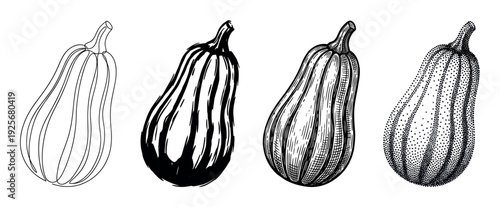Four butternut squash illustrations in different artistic styles including line art, silhouette, engraving, and stippling, hand drawn in a black and white vintage sketch style