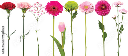 Colorful flowers on long stems with green leaves and white background