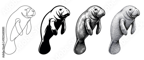 Set of four manatee illustrations showing different artistic techniques including continuous line art, silhouette, vintage engraving, and modern stippling dotwork