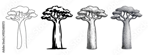 Set of four baobab tree illustrations showing different graphic techniques like continuous line drawing, ink silhouette, vintage engraving, and modern stippling