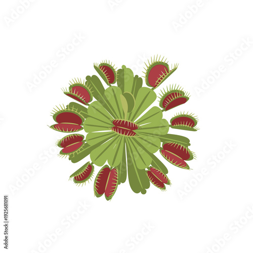 Venus Flytrap Plant with Red Traps.