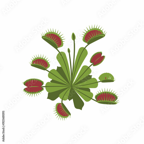 Venus Flytrap Plant with Red Traps.