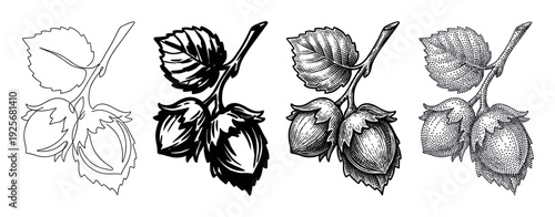 Set of four hazelnut illustrations on a branch, showcasing different artistic techniques like simple outline, solid silhouette, vintage engraving, and stippling dotwork art