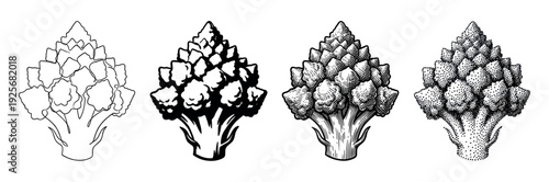 Set of four Romanesco broccoli illustrations presented in different black and white artistic techniques like line art, high contrast, engraving, and stippling