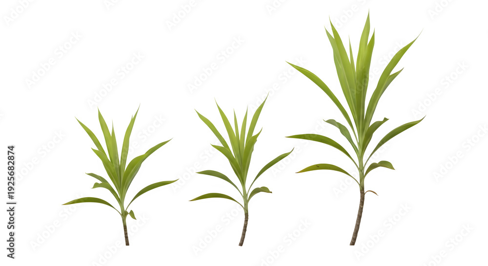 Obraz premium Three green plants with varying leaf sizes and stems against a transparent background