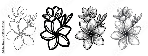 Four black and white plumeria flower illustrations in a set showcasing different artistic techniques including line art, bold outline, detailed engraving, and stippling
