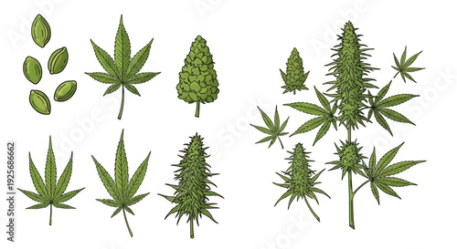 Detailed botanical illustration of various cannabis plant parts and buds