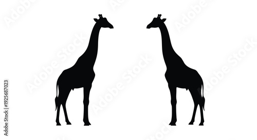Two giraffes facing each other a striking black form silhouette