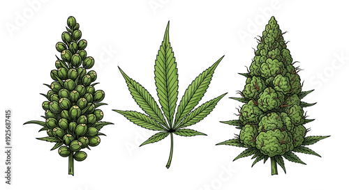 Vintage botanical illustration of three cannabis plant variations