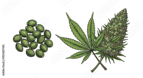 Botanical illustration of cannabis seeds and a flowering bud