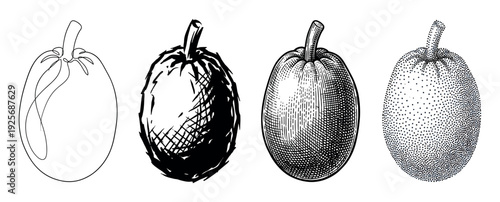 Four black and white fruit illustrations showing different artistic techniques including continuous line drawing, ink sketch, vintage engraving, and stippling dotwork