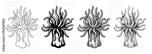 Four black and white sea anemone illustrations showing different artistic techniques including line art, silhouette, engraving, and stippling in a vintage scientific style