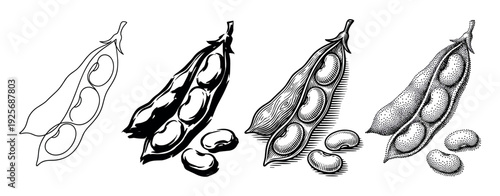 Set of four bean pod illustrations showing different artistic styles including line art, silhouette, vintage engraving, and detailed stippling for botanical concepts