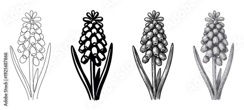 Four grape hyacinth flower illustrations in a set showcasing different hand-drawn techniques like line art, bold ink, vintage engraving, and stippling