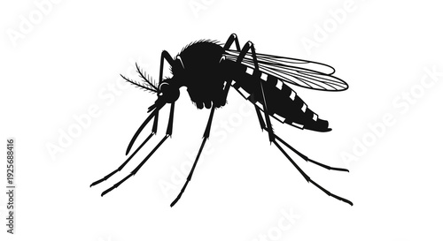 A detailed black and white illustration of a mosquito showcasing its anatomy
