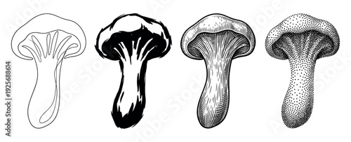 Four mushroom illustrations in different graphic styles, including continuous line art, bold ink silhouette, classic engraving with hatching, and modern stippling