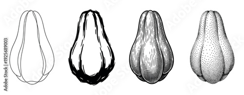 Set of four chayote squash illustrations showcasing different artistic techniques from simple line art and brush strokes to detailed vintage engraving and stippling