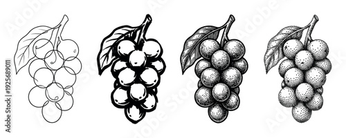 Set of four grape bunch illustrations showing different artistic styles from minimalist line art and bold ink brush to detailed vintage engraving and stippling techniques